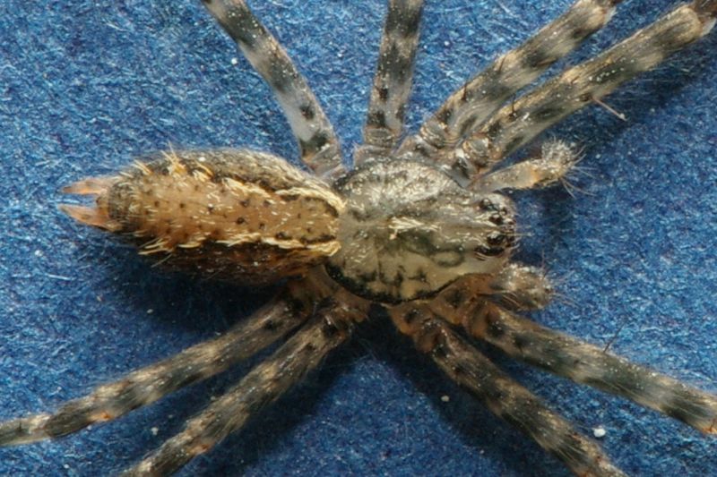 stiphidiidae2
